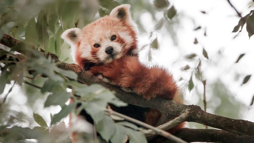 Rød panda i Odense ZOO