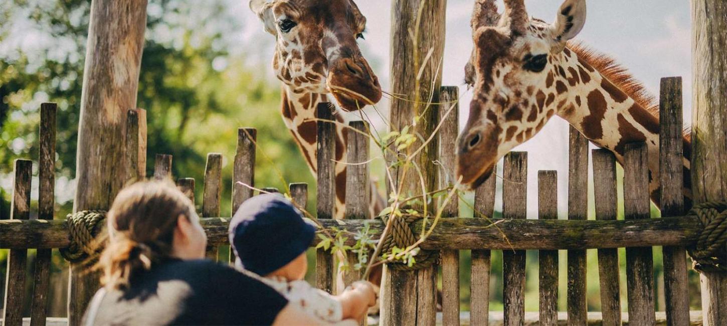 Giraffodring i Odense ZOO