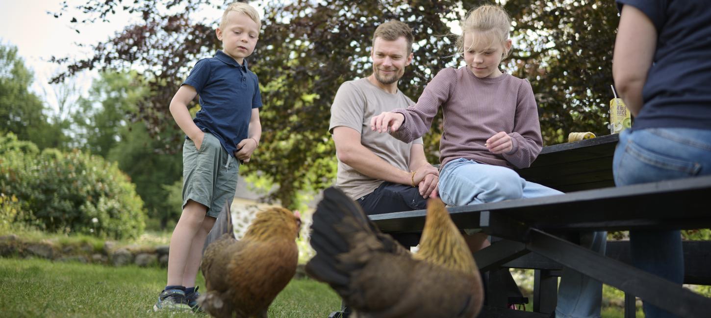 Familie i Den fynske landsby med høns