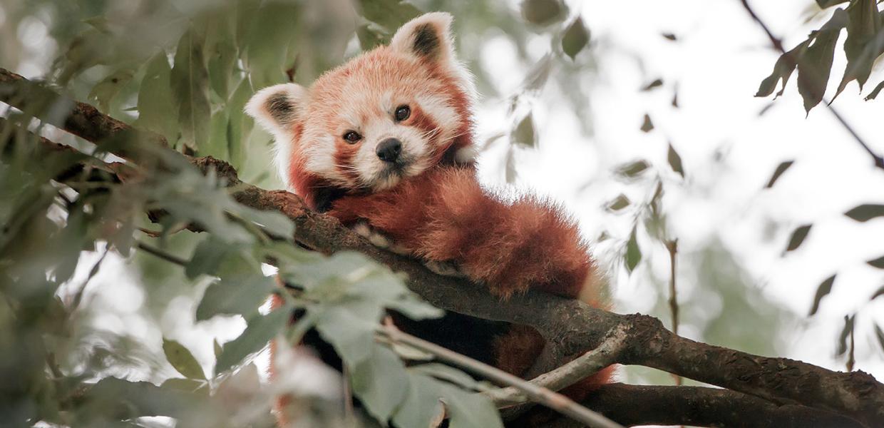 Rød panda i Odense ZOO