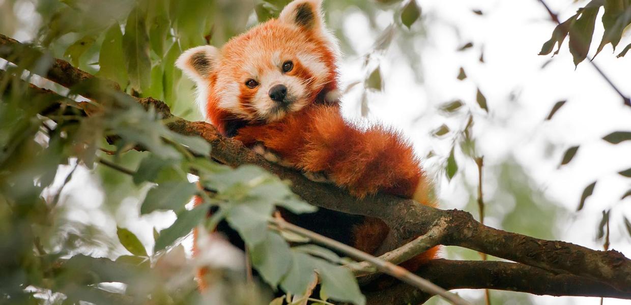 Rød panda i Odense ZOO