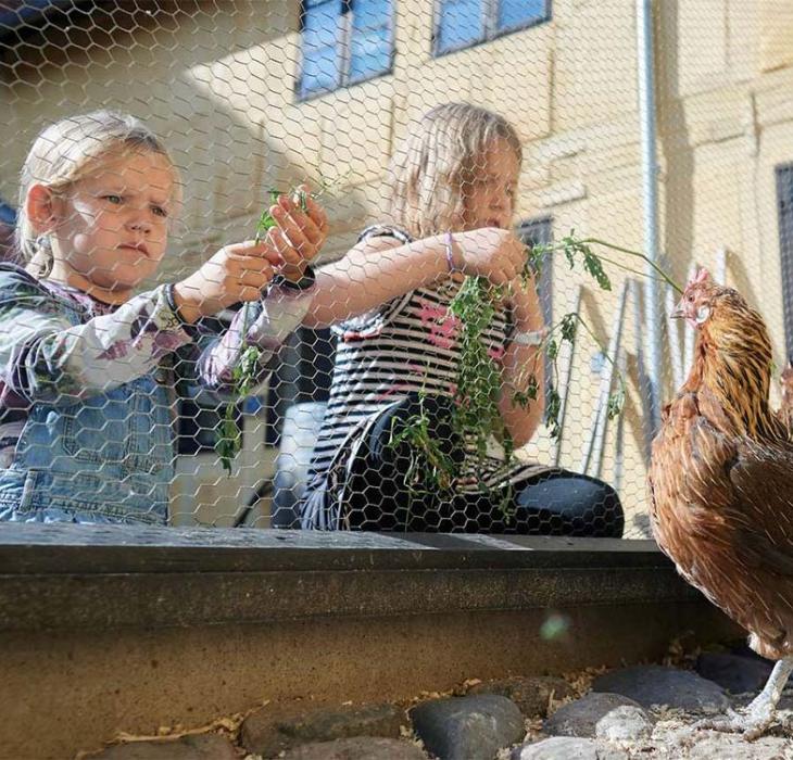 Børnenes baggård med høns